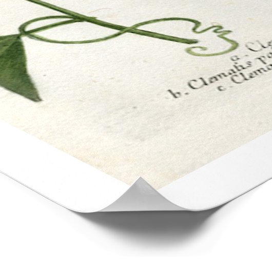 Impression des fleurs de passion (Coin)