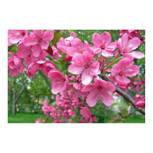 Impression des fleurs roses