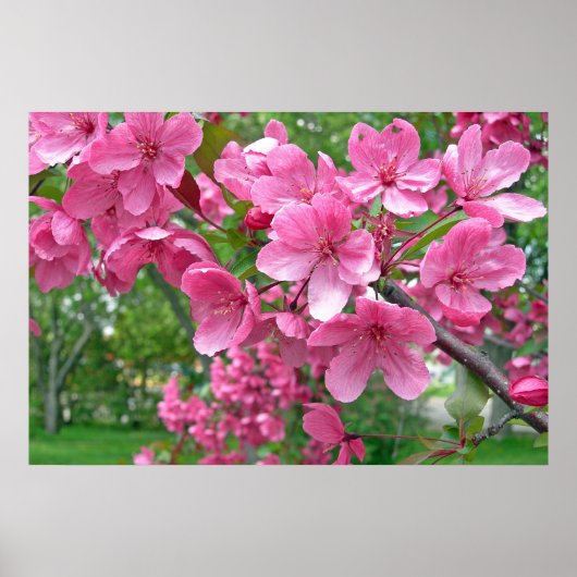 Impression des fleurs roses (Devant)