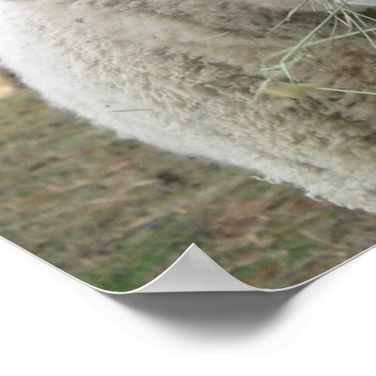 Impression des moutons (Coin)