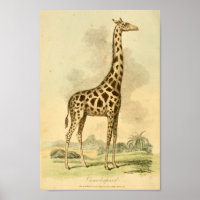 Impression d'illustration couleur Giraffe vintage