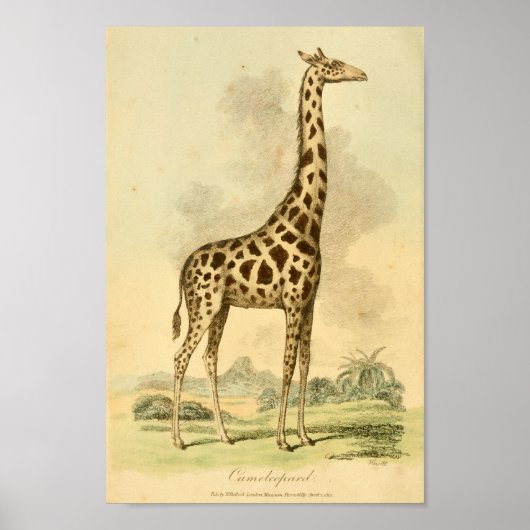 Impression d'illustration couleur Giraffe vintage (Devant)