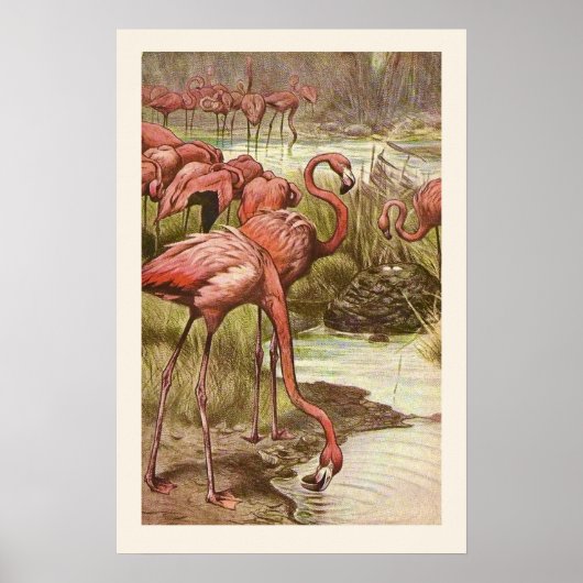 Impression d'illustration de flamant rose vintage (Devant)