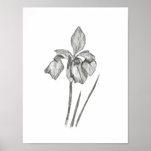 Impression d'Iris solitaire