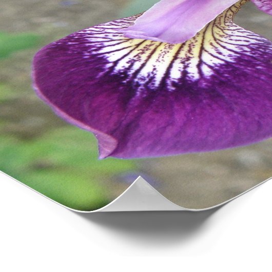 Impression d'Iris Violet (Coin)