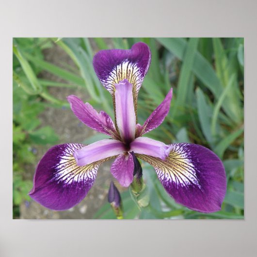 Impression d'Iris Violet (Devant)