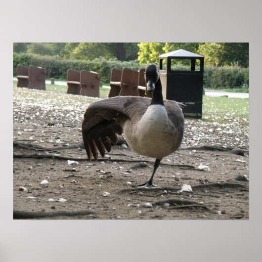 Impression d'oies du Canada (Devant)
