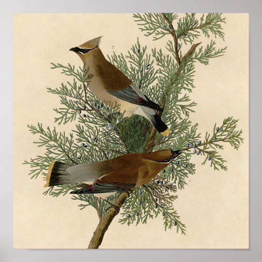 Impression d'oiseau de John James Audubon Jaseur d (Devant)