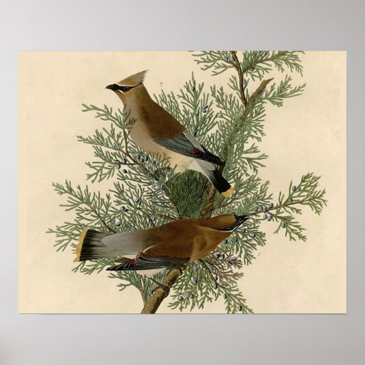 Impression d'oiseau de John James Audubon Jaseur d (Devant)