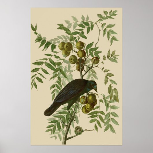 Impression d'oiseau Grackle violet d'Audubon Botan (Devant)