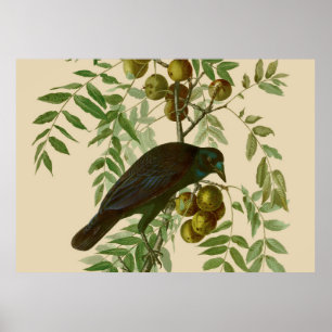 Impression d'oiseau Grackle violet d'Audubon Botan