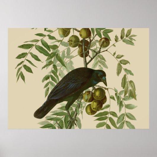 Impression d'oiseau Grackle violet d'Audubon Botan (Devant)
