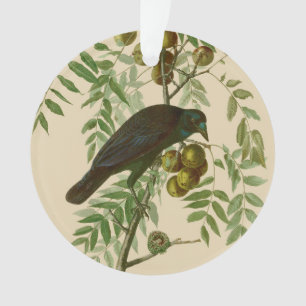 Impression d'oiseau Grackle Violet d'Audubon Botan