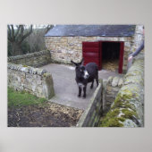 Impression Donkey (Devant)