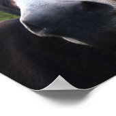 Impression Donkey souriante (Coin)