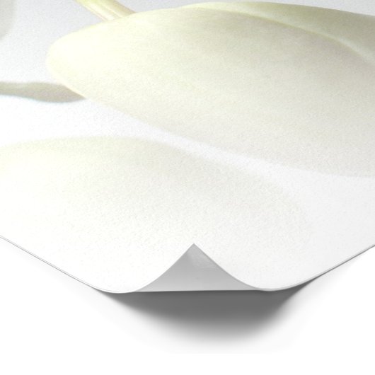 Impression d'orchidée blanche (Coin)