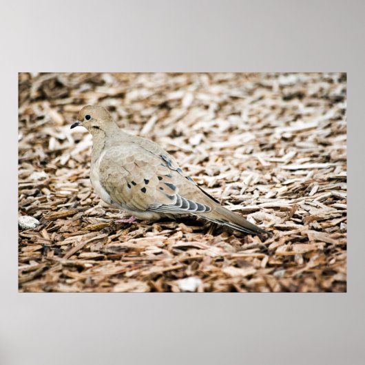 Impression Dove 3 en deuil (Devant)