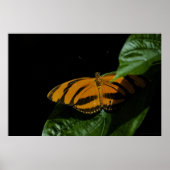 Impression Dryad (Devant)