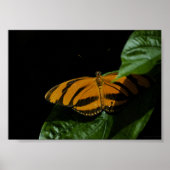 Impression Dryade (Devant)