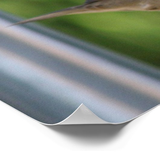 Impression du Bruant affamé (Coin)