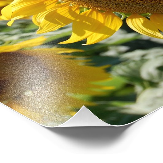 Impression du champ de tournesol (Coin)