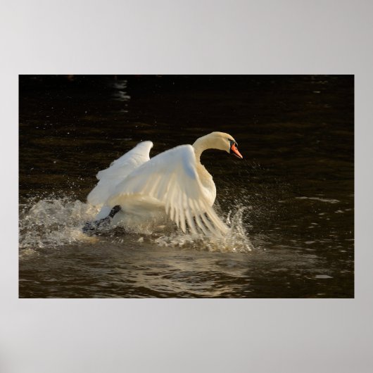 Impression du cygne à éclaboussure (Devant)