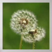 Impression du feuillet Dandelion (Devant)
