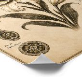 Impression du Musée Botanique Victorien Lily Eclip (Coin)