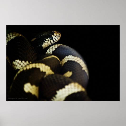 Impression du serpent royal de Californie (Devant)
