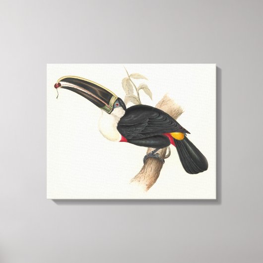 Impression du Toucan de Cuvier : Oiseau Tropical V (Recto)