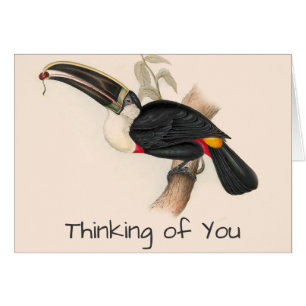 Impression du Toucan de Cuvier : Oiseau Tropical V