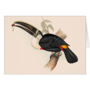 Impression du Toucan de Cuvier : Oiseau Tropical V