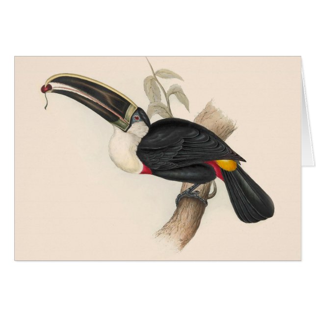 Impression du Toucan de Cuvier : Oiseau Tropical V (Devant horizontal)