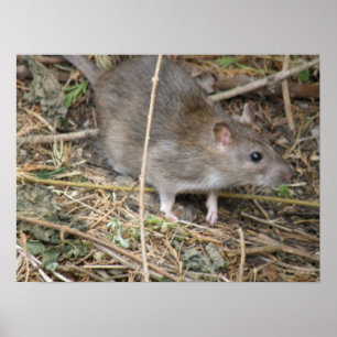 Impression du voyage en terrain sauvage de Rat