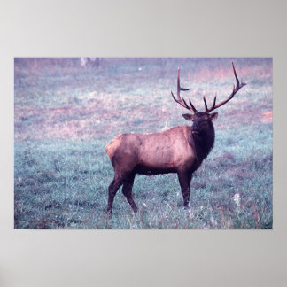 Impression Elk sans frontières
