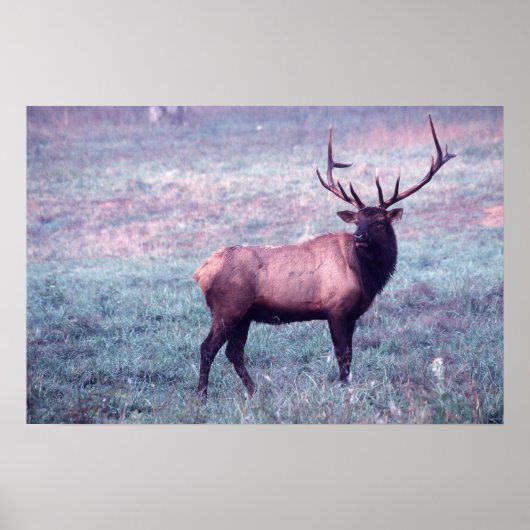 Impression Elk sans frontières (Devant)