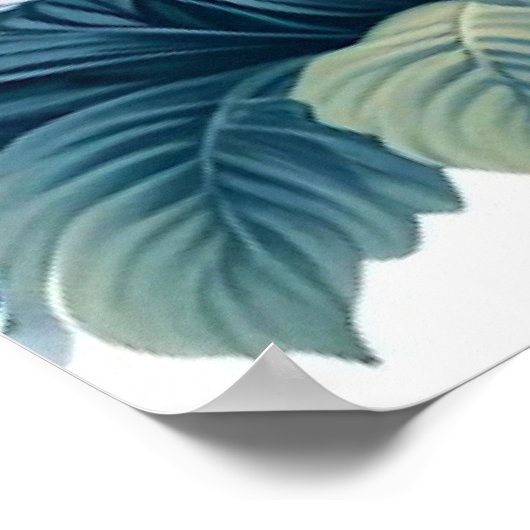 Impression en toile étirée - Swans in a Nénuphar P (Coin)