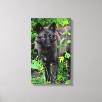 Impression en toile étirée Wolf noir