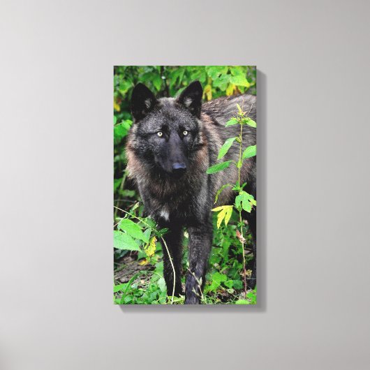 Impression en toile étirée Wolf noir (Recto)