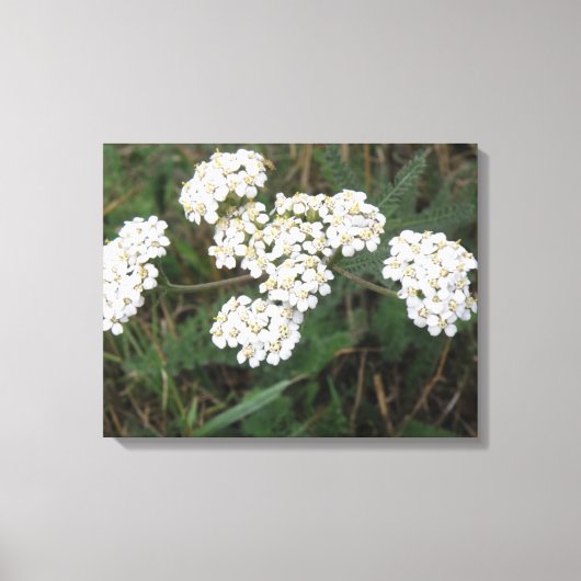Impression en toile Fleur sauvage blanche (Recto)