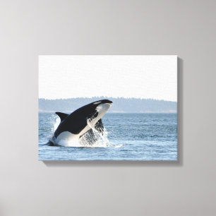 Impression en toile Orca