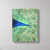 Impression en toile - Peacock avec queue foulée (Recto)