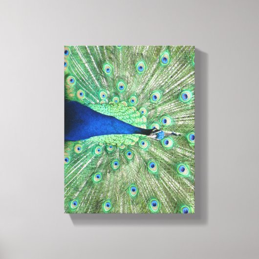 Impression en toile - Peacock avec queue foulée (Recto)