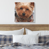 Impression en toile Yorkie (Insitu(Chambre))