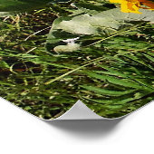 Impression encadrée Arrowleaf Balsamroot (Coin)