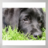Impression encadrée Black Lab Daydreamer (Devant)