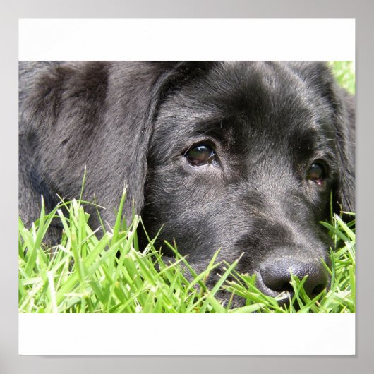 Impression encadrée Black Lab Daydreamer (Devant)
