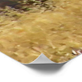 Impression encadrée Buck blanc (Coin)