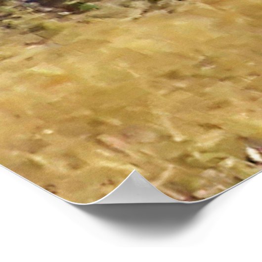 Impression encadrée Buck blanc (Coin)