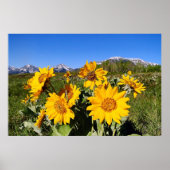 Impression encadrée d'Arrowleaf Balsamroot (Devant)